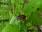 Chrabąszcze – owady objęte monitoringiem leśnym