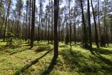 Nabór wniosków na inwestycje leśne i zadrzewieniowe w ramach PS WPR 2023 – 2027