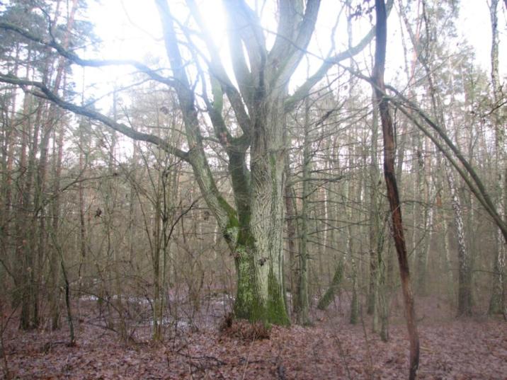 fot. Krzysztof Kisielewski